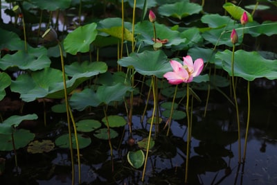 粉红色的花朵在绿色叶子
